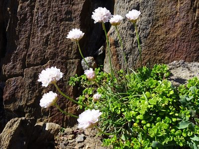 Armeria ruscinonensis, photographed by Thomas Koffel