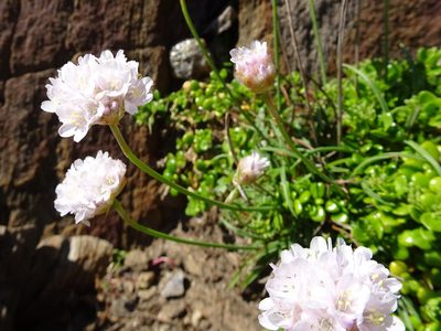 Armeria ruscinonensis, photographed by Thomas Koffel