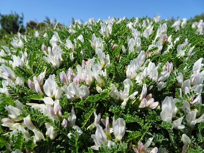 Astragalus tragacantha, photographed by Thomas Koffel