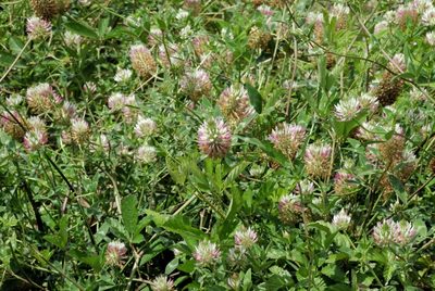 Trifolium vessiculosum, photographed by Rob John