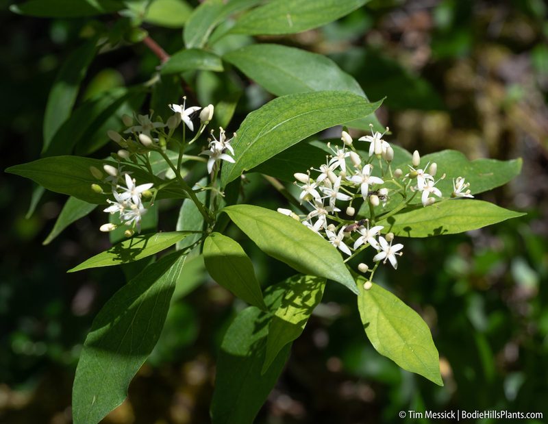 Cornus glabrata, photographed by Tim Messick