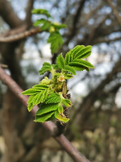 Bursera cuneata, photographed by Juan Carlos Pérez Magaña