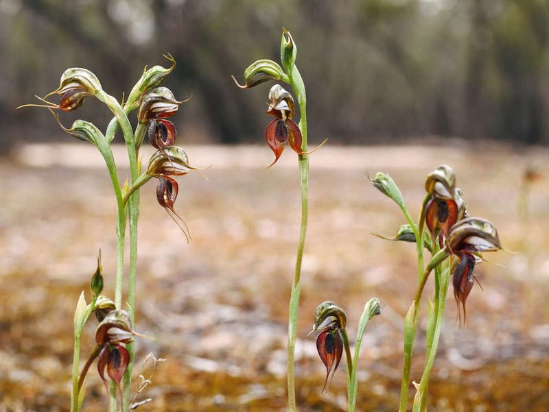 Pterostylis cheraphila, photographed by Cathy Powers