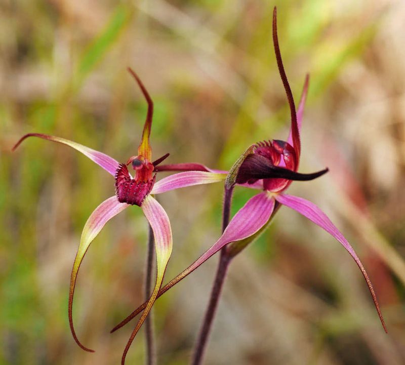Caladenia formosa, photographed by Cathy Powers