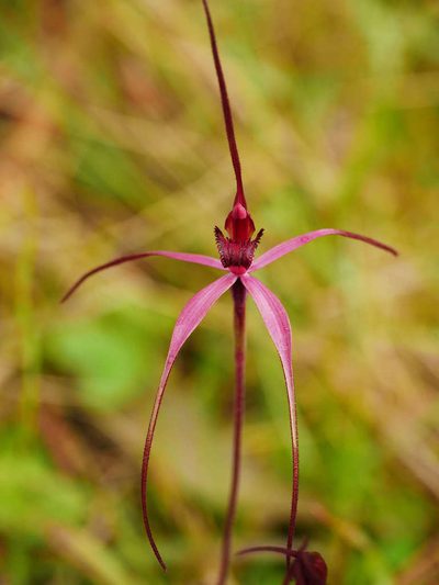 Caladenia formosa, photographed by Cathy Powers