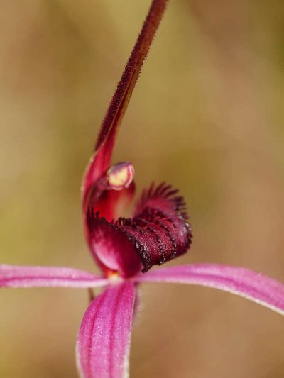 Caladenia formosa, photographed by Cathy Powers