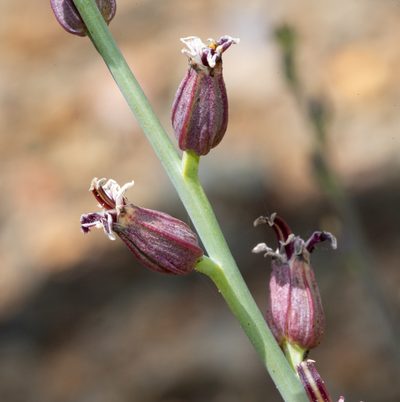 Streptanthus brachiatus, photographed by Don Loarie