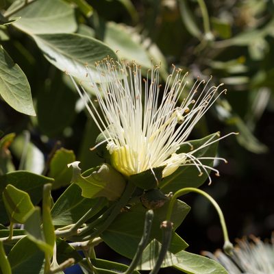 Capparis mitchellii, photographed by Kym Nicolson
