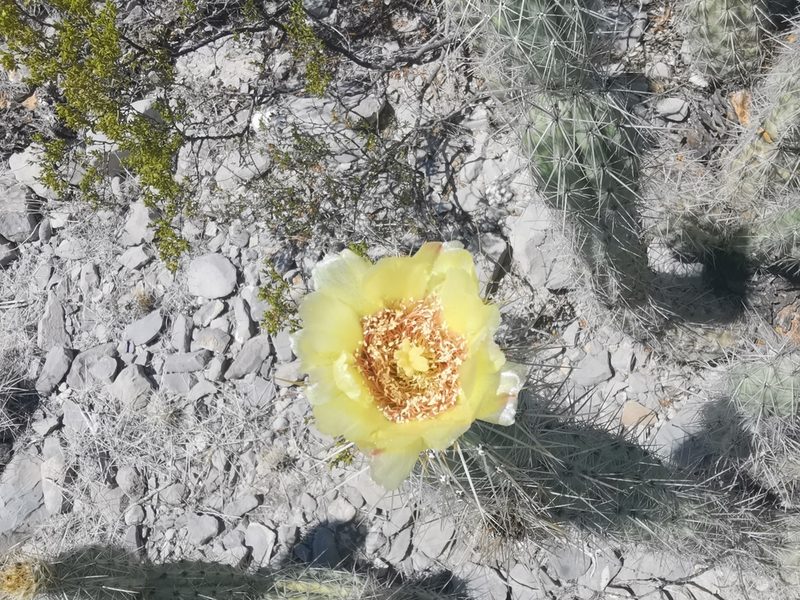 Grusonia bradtiana, photographed by Luis Fuentes Castillo