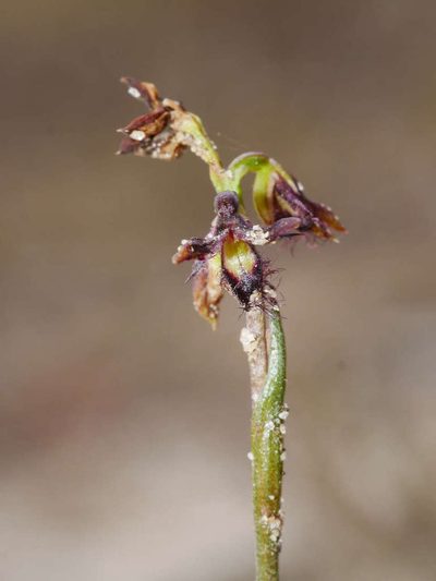 Genoplesium morrisii, photographed by Cathy Powers