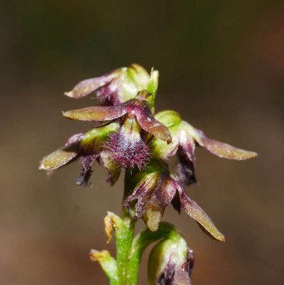 Genoplesium morrisii, photographed by Cathy Powers