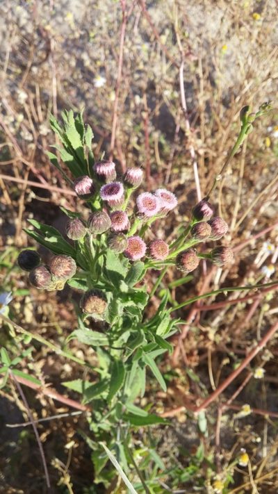Pluchea parvifolia, photographed by Casey H. Richart