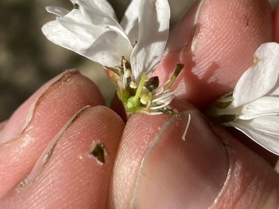 Amelanchier laevis, photographed by Derek
