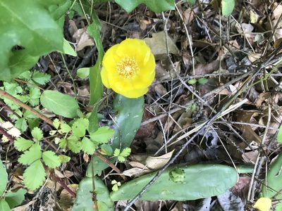 Opuntia mesacantha, photographed by M Fonda