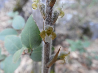 Sarcoglottis schaffneri, photographed by Leticia Jiménez Hernández