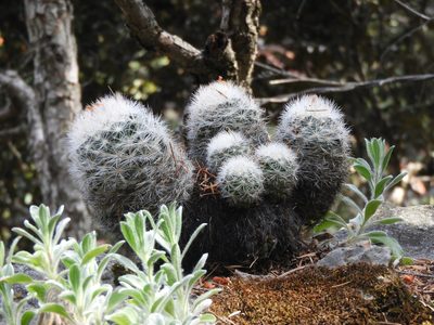 Pelecyphora dasyacantha, photographed by Leticia Jiménez Hernández