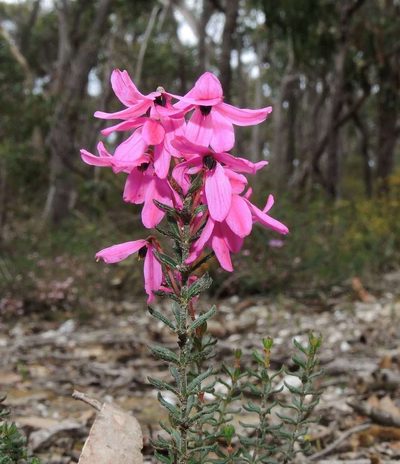 Tetratheca bauerifolia, photographed by Cathy Powers
