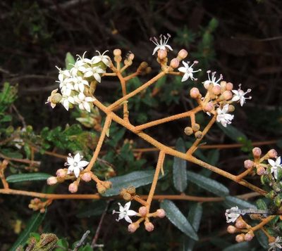Astrotricha ledifolia, photographed by Cathy Powers