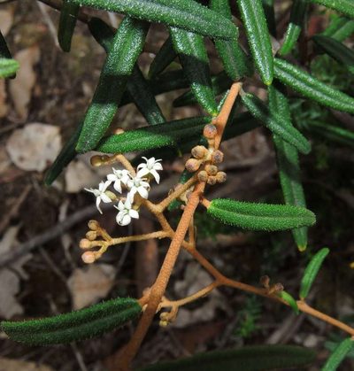 Astrotricha ledifolia, photographed by Cathy Powers