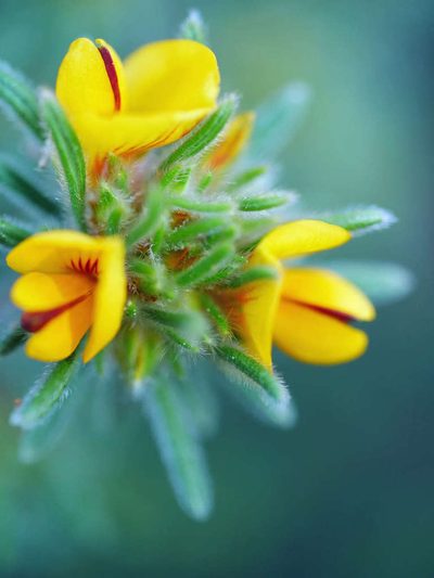 Pultenaea daltonii, photographed by Cathy Powers