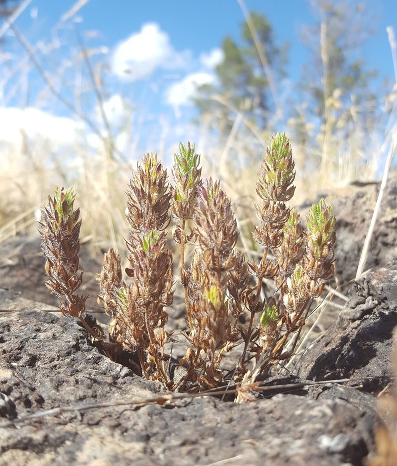 Pogogyne floribunda, photographed by Alex Abair