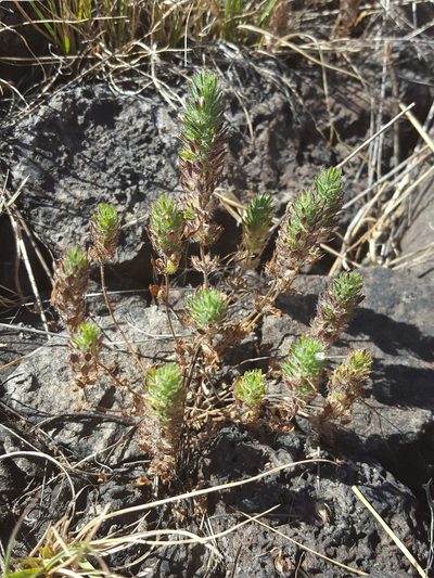 Pogogyne floribunda, photographed by Alex Abair