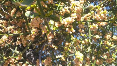 Phoradendron brachystachyum, photographed by Casey H. Richart