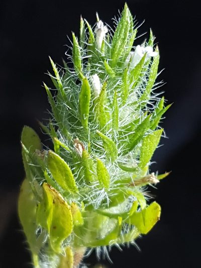 Pogogyne floribunda, photographed by Alex Abair