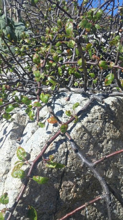 Bursera rupicola, photographed by Casey H. Richart