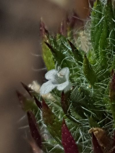 Pogogyne floribunda, photographed by Alex Abair