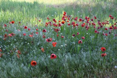 Papaver orientale, photographed by nhowry