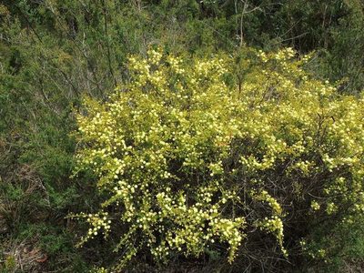 Acacia mitchellii, photographed by Cathy Powers