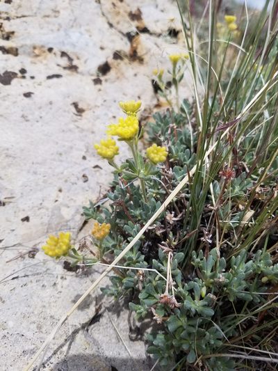 Eriogonum sphaerocephalum, photographed by Quinn Campbell