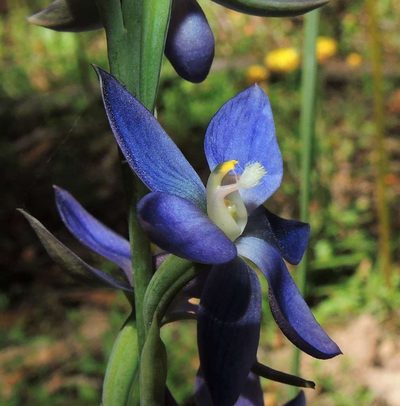Thelymitra aristata, photographed by Cathy Powers