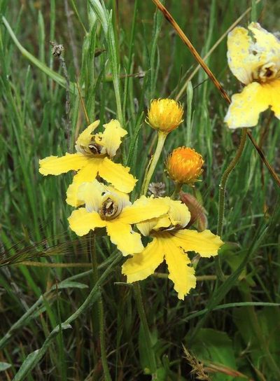 Goodenia paradoxa, photographed by Cathy Powers