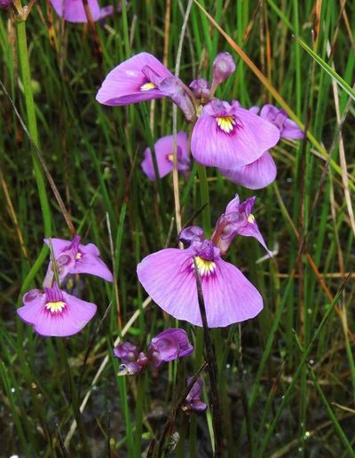 Utricularia beaugleholei, photographed by Cathy Powers