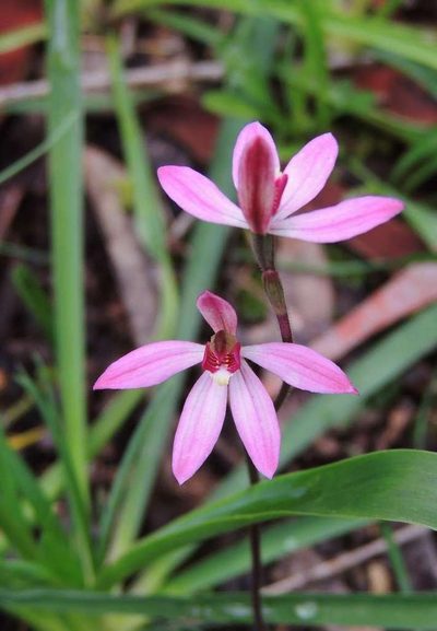 Caladenia ornata, photographed by Cathy Powers