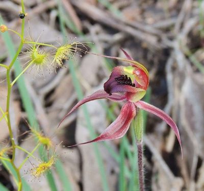 Caladenia clavigera, photographed by Cathy Powers