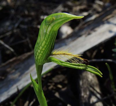 Pterostylis plumosa, photographed by Cathy Powers