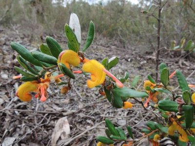 Grevillea chrysophaea, photographed by Cathy Powers