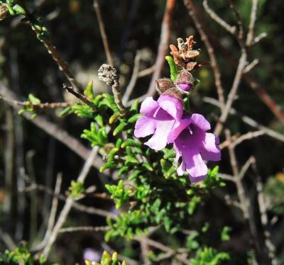 Prostanthera decussata, photographed by Cathy Powers