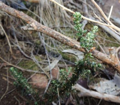 Olearia minor, photographed by Cathy Powers