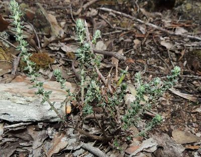 Olearia minor, photographed by Cathy Powers
