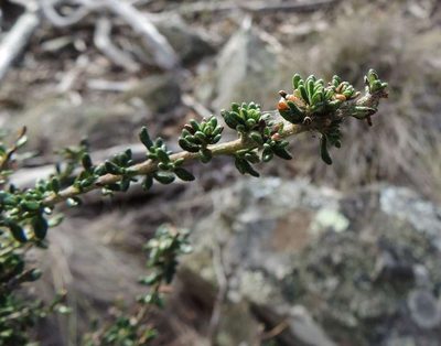 Olearia minor, photographed by Cathy Powers