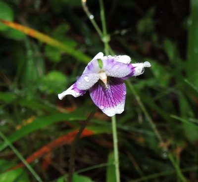 Viola eminens, photographed by Cathy Powers
