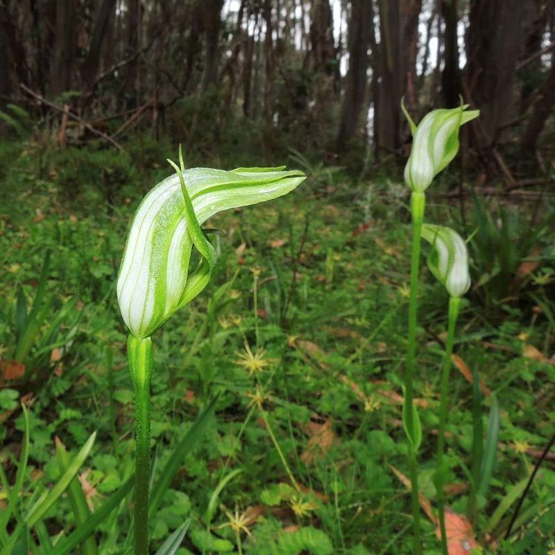 Pterostylis monticola, photographed by Cathy Powers