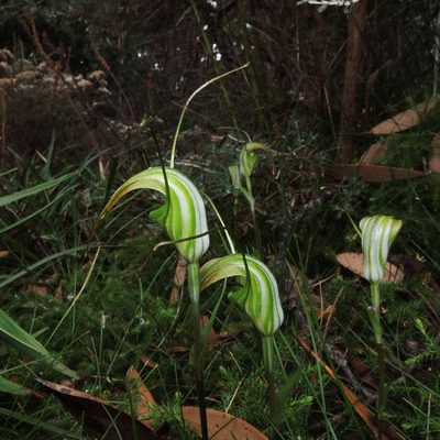 Pterostylis decurva, photographed by Cathy Powers