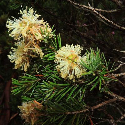 Melaleuca pityoides, photographed by Cathy Powers