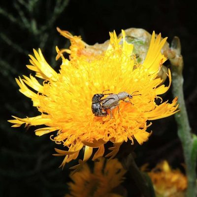 Podolepis robusta, photographed by Cathy Powers