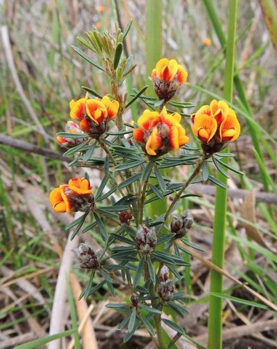 Pultenaea dentata, photographed by Cathy Powers
